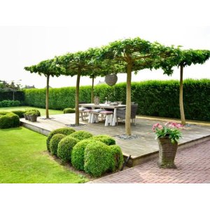 Ambrovník styraxový (Liquidambar styraciflua)  - výška 200-250 cm, kont. C45L, obvod kmeňa 12/14 cm - STRECHA